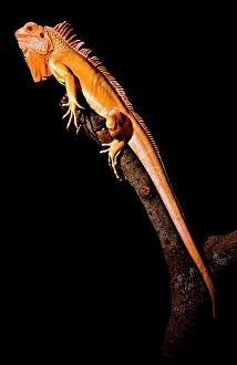 Genetics Prints: Crimson Phase Green Iguana