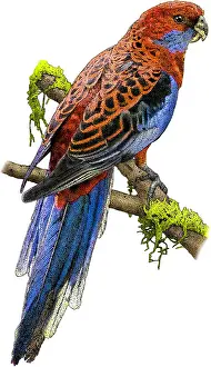 Australia Prints: Crimson rosella