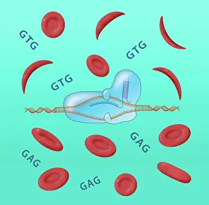 Transfusion Prints: CRISPR cure for Sickle cell anemia disease and Normal Blood Cells
