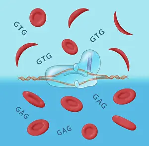 Treatment Prints: CRISPR cure for Sickle cell anemia disease and Normal Blood Cells