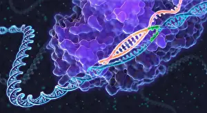 Concept Prints: CRISPR Genome Editing, Illustration