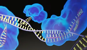 Modification Prints: CRISPR, Illustration
