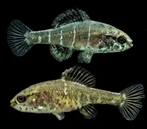 Breeding Prints: Critically Endangered Spring Pygmy Sunfish
