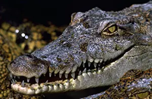 Predator Prints: Crocodile baring teeth