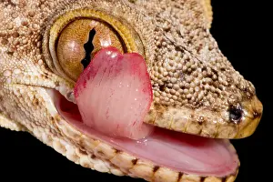 Wall Prints: Crocodile Gecko cleaning eye