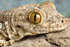 Wall Prints: Crocodile Gecko (Tarentola mauritanica)