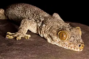 Wall Prints: Crocodile Gecko (Tarentola Mauritanica)