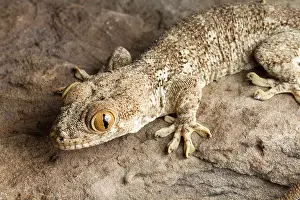 Wall Prints: Crocodile Gecko (Tarentola mauritanica)