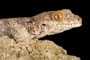 Wall Prints: Crocodile Gecko (Tarentola mauritanica)
