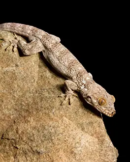 Wall Prints: Crocodile Gecko (Tarentola Mauritanica)