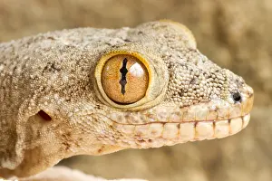 Wall Prints: Crocodile Gecko (Tarentola mauritanica)
