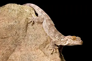 Wall Prints: Crocodile Gecko (Tarentola Mauritanica)