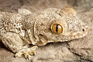 Wall Prints: Crocodile Gecko (Tarentola mauritanica)