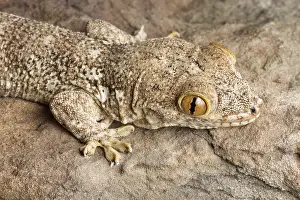 Wall Prints: Crocodile Gecko (Tarentola mauritanica)