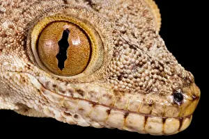 Many Science & Medical Prints: Crocodile Gecko (Tarentola Mauritanica) close up