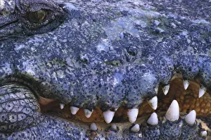 Pattern Prints: Crocodile Head