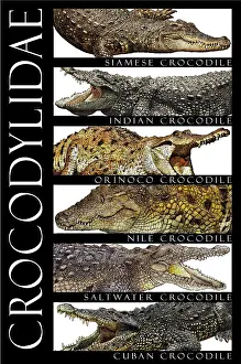 Type Prints: Crocodiles, Poster