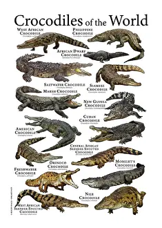 Trending: Crocodiles of the World