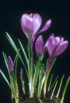 Blooming Prints: Crocus in Bloom