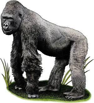 2016 Prints: Cross River Gorilla