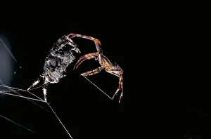 Mating Prints: Cross Spiders Mating