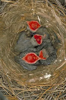 Chick Prints: Crow nestlings