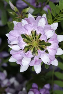Vine Prints: Crown Vetch