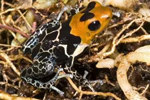 Gland Prints: Crowned Poison Frog