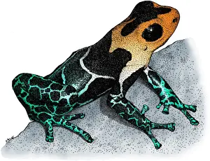 Toxin Prints: Crowned Poison Frog