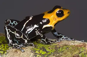 Toxin Prints: Crowned Poison Frog