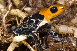Basin Prints: Crowned Poison Frog