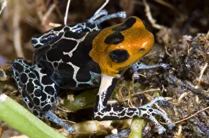 Basin Prints: Crowned Poison Frog