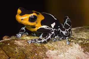 Basin Prints: Crowned Poison Frog