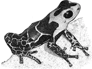 Coloration Prints: Crowned Poison Frog