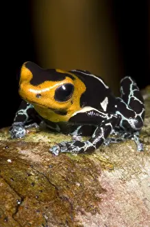 Coloration Prints: Crowned Poison Frog