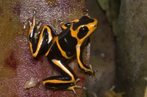 Coloration Prints: Crowned Poison Frog