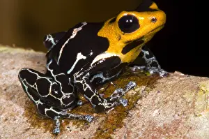 Coloration Prints: Crowned Poison Frog