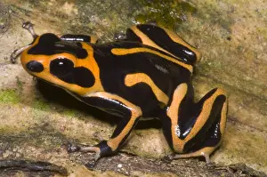 Coloration Prints: Crowned Poison Frog