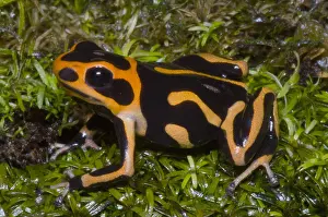 Coloration Prints: Crowned Poison Frog
