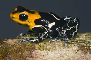 Coloration Prints: Crowned Poison Frog