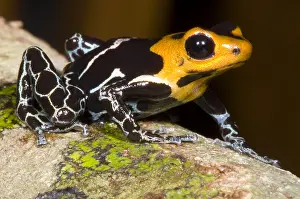 Coloration Prints: Crowned Poison Frog