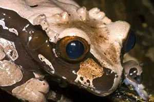 Headed Prints: Crowned Tree Frog
