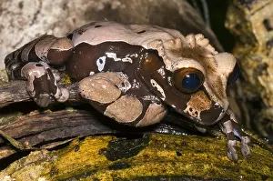 Headed Prints: Crowned Tree Frog