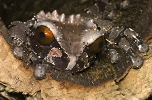 Headed Prints: Crowned Tree Frog