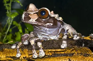Headed Prints: Crowned Tree Frog