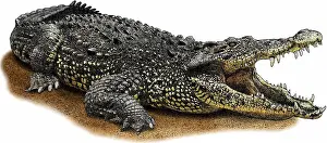 Crocodile Prints: Cuban Crocodile