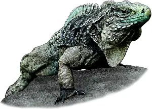 Iguanas Prints: Cuban Iguana