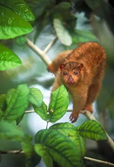 Forest Prints: Cuscus