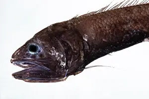 Dark Prints: Cusk Eel (Bassozetus compressus)