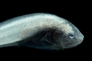 Mexico Prints: Cusk Eel (Dicrolene kanazawai)